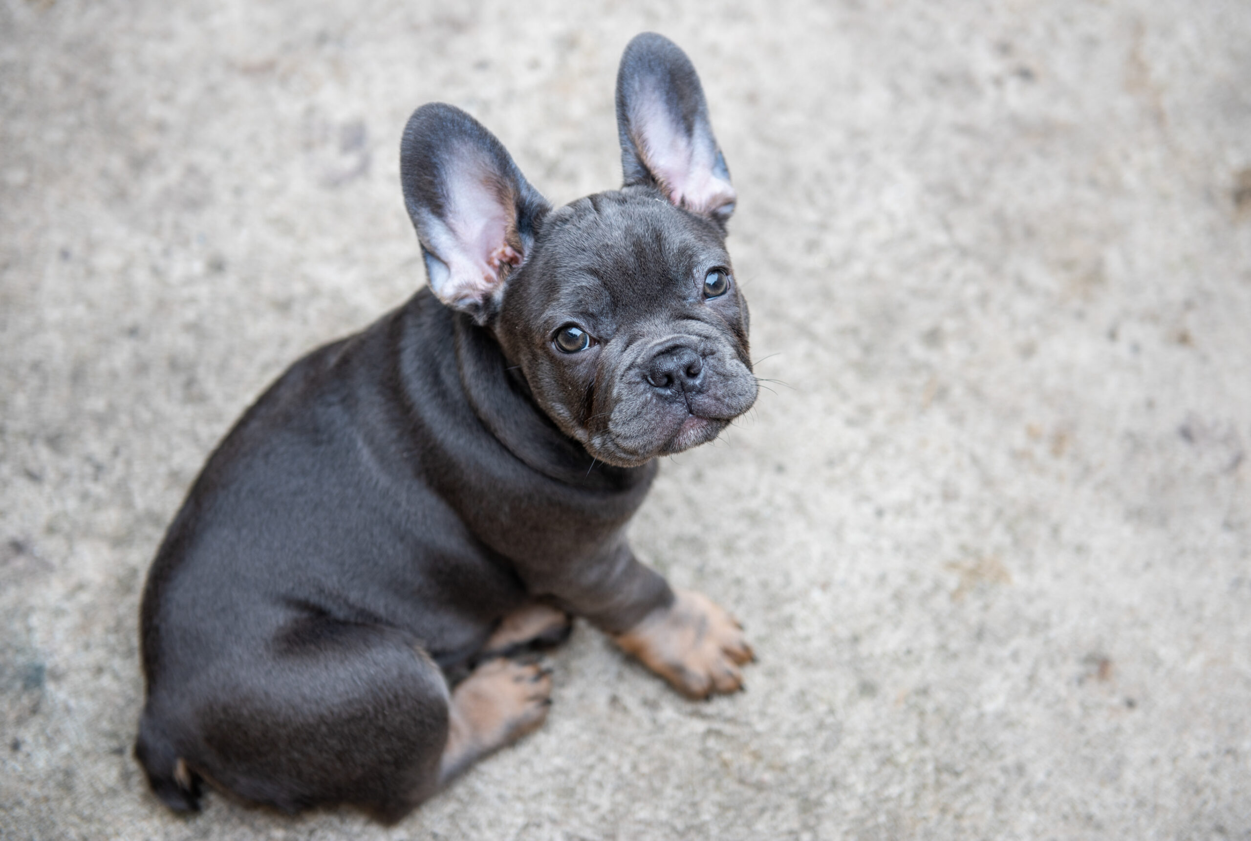 french bulldog puppy thor