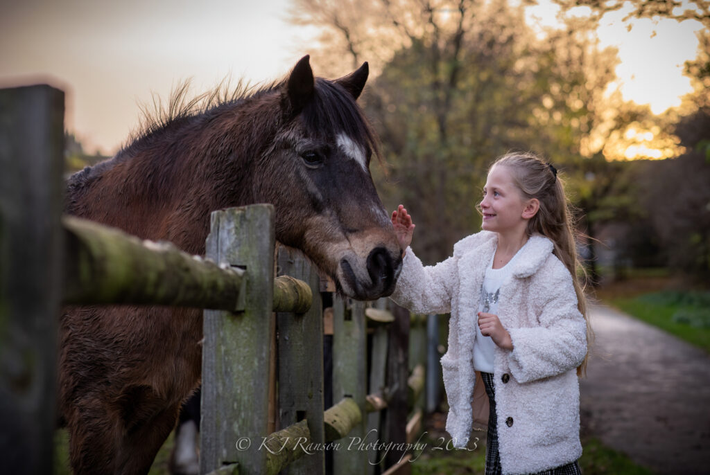 sunset and horse